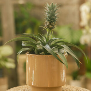 Ananas