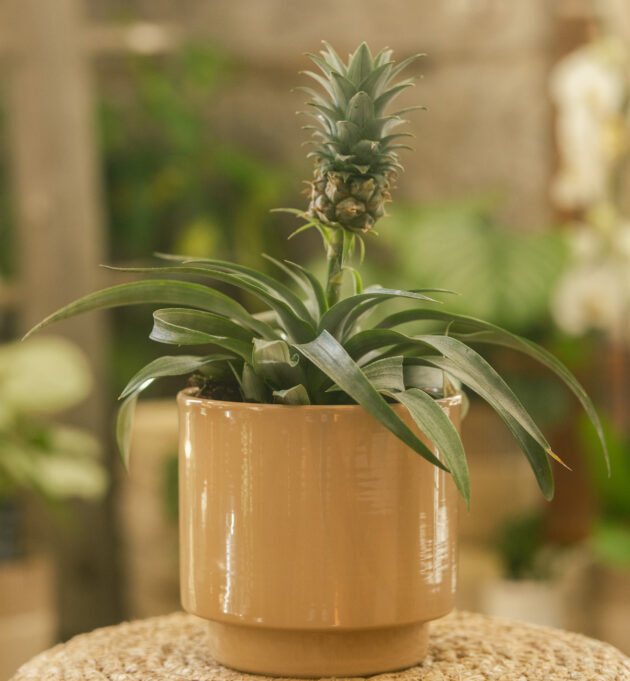 Ananas