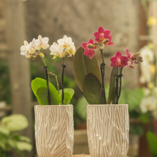 Mini orchidée et son cache-pot