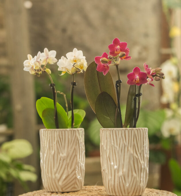 Mini orchidée et son cache-pot