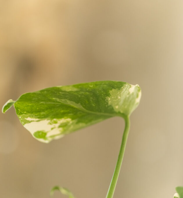 Monstera Thaï Constellation – Image 5