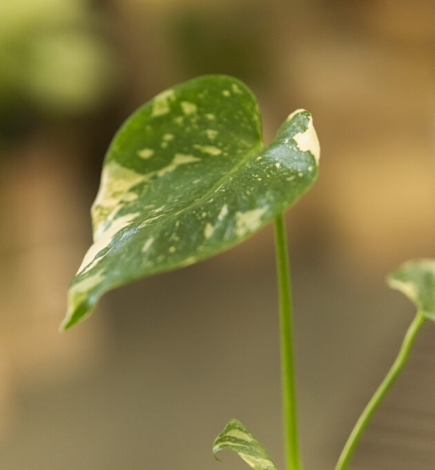Monstera Thaï Constellation – Image 4