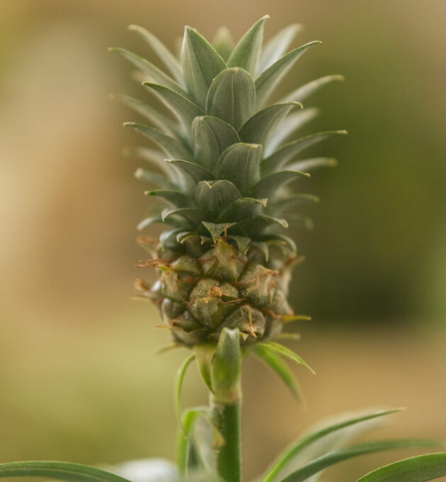 Ananas – Image 2