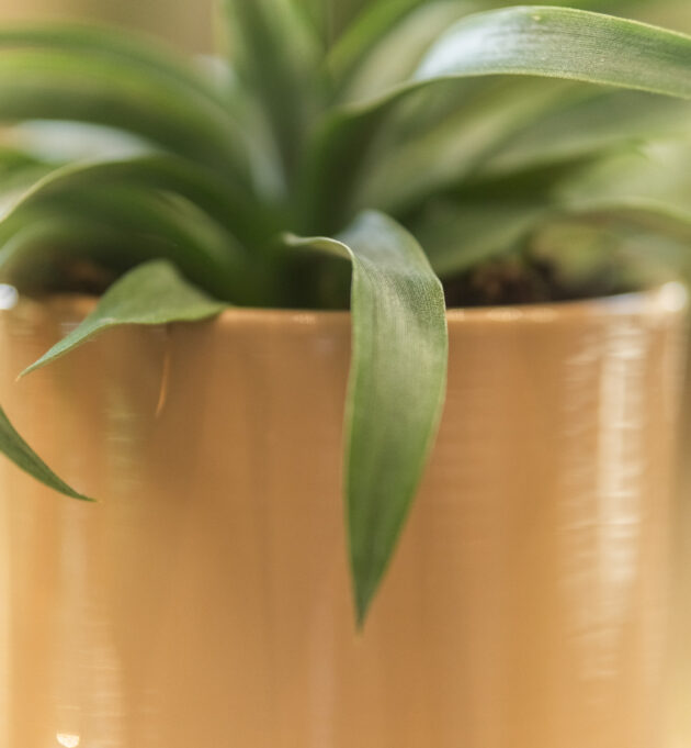 Ananas – Image 3