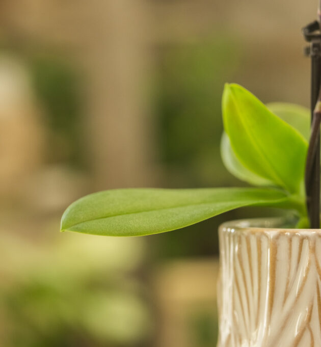 Mini - orchidée – Image 7