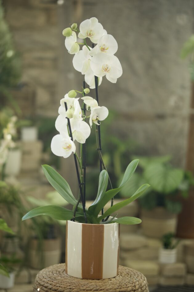 Orchidée 2 branches – Image 2