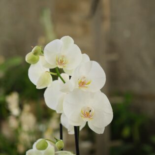 Orchidée 2 branches
