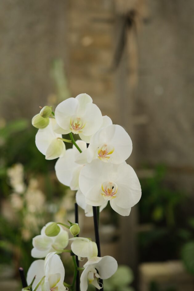 Orchidée 2 branches