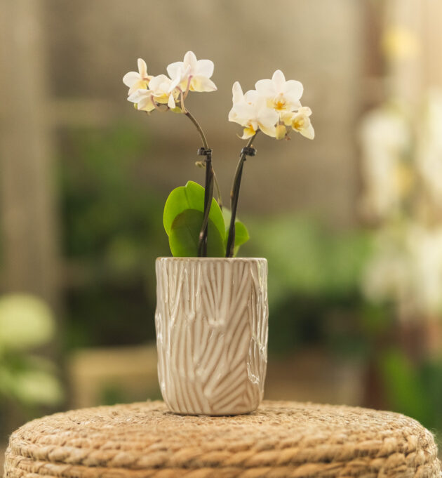 Mini - orchidée – Image 2