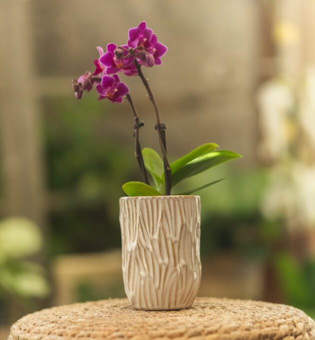 Mini - orchidée – Image 4