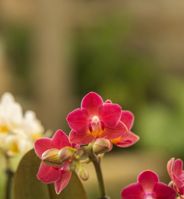 Mini - orchidée – Image 6