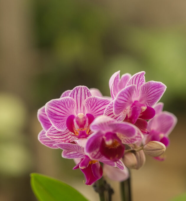 Mini - orchidée – Image 5
